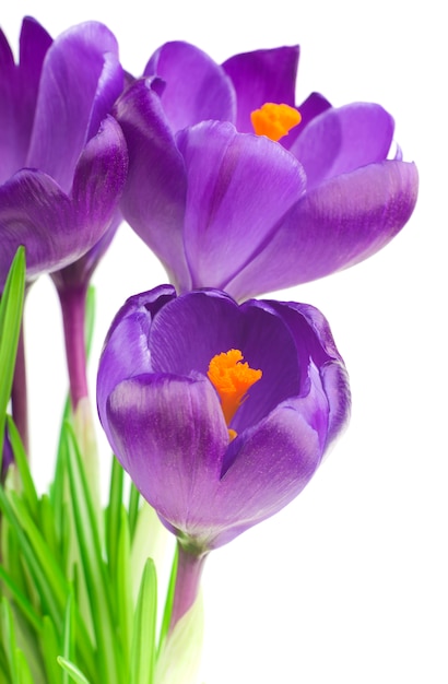 Cerca de azafrán hermosa en la pared blanca - flores frescas de primavera. Ramo de flores de azafrán violeta. (enfoque selectivo)