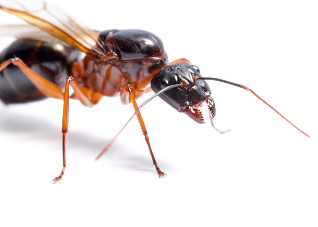 Cerca de Black Carpenter Ant o Camponotus pennsylvanicus (macho alado) sobre fondo blanco.