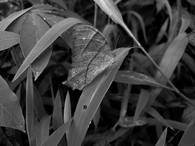 Cerca de blanco y negro macro shot de un jardín tropical de mariposas en la hoja