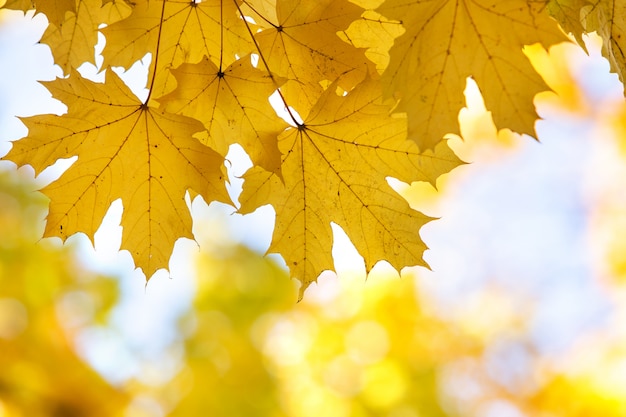 Cerca de brillantes hojas de arce amarillas y rojas en las ramas de los árboles en otoño
