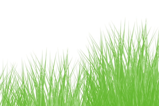 Cerca de briznas de hierba verde sobre un fondo blanco.
