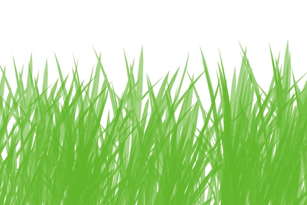 Cerca de briznas de hierba verde sobre un fondo blanco.