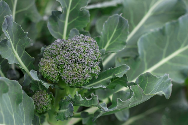 Cerca de brócoli verde fresco en el jardín