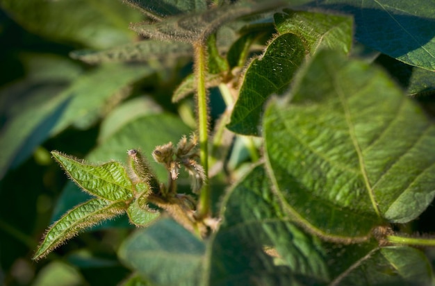 Cerca de brotes frescos jóvenes de soja