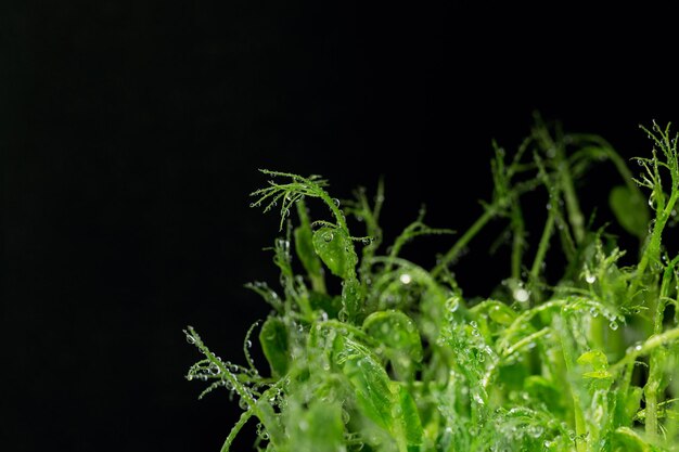 Cerca de brotes microverdes de guisantes con gotas de agua sobre fondo negro. Brotes crudos de Frash, micro verdes, concepto de comida saludable