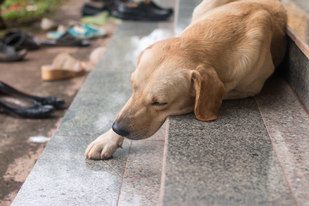 Cerca de Brown perro dormir en la escalera