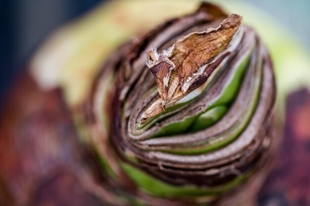 Cerca del bulbo de la flor de Amaryllis.