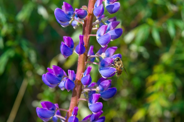 Cerca de Bumble Bee recolectando néctar de flores de lupino en primavera, California.
