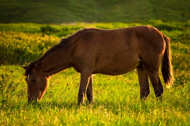 Cerca de caballo comiendo hierba en el campo cerca de cabeza de caballo comiendo hierba en el campo