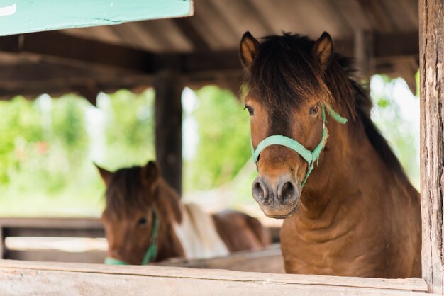 Cerca de caballo en la jaula en el zoológico