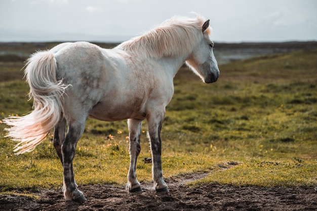 Cerca de caballos jugando en la naturaleza