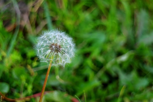 Cerca de una cabeza de flor de diente de león blanco