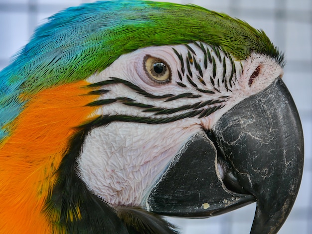 De cerca la cabeza de guacamayo azul y oro.