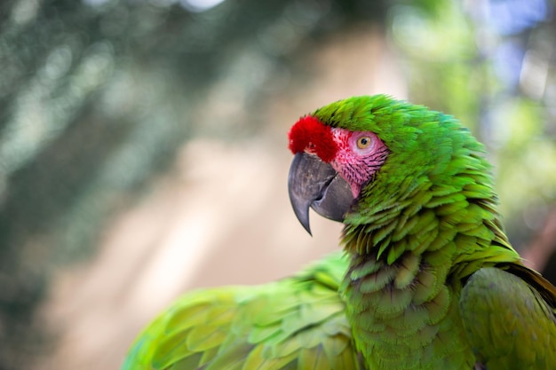 Cerca de la cabeza del loro guacamayo verde