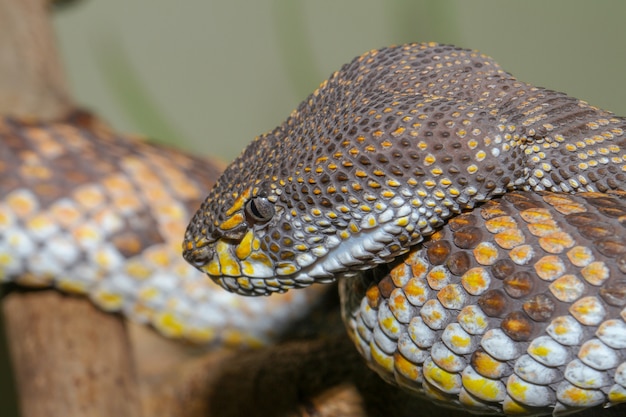 Cerca de la cabeza de manglar pitviper serpiente