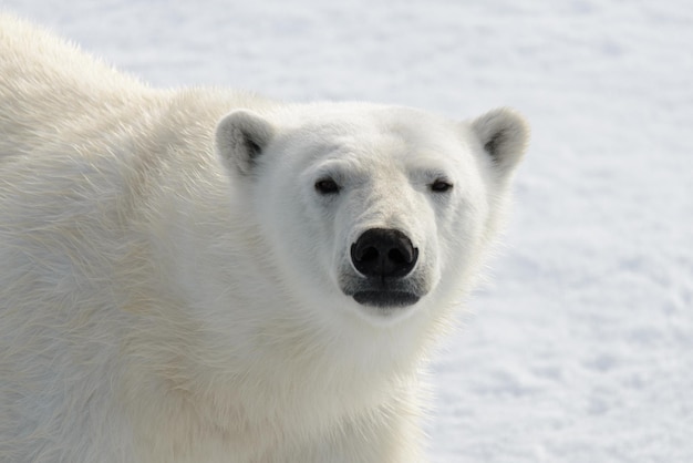 Cerca de la cabeza del oso polar Ursus maritimus