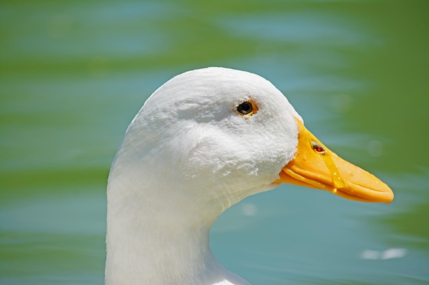 Cerca de una cabeza de pato blanco