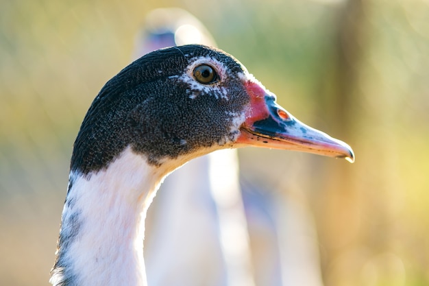 Foto cerca de una cabeza de pato