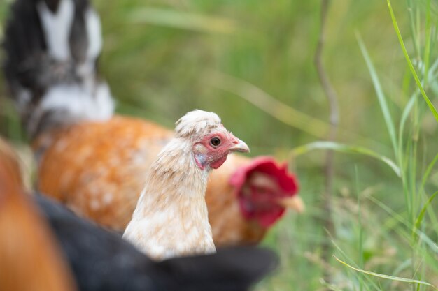 Foto cerca de la cabeza de un pollo