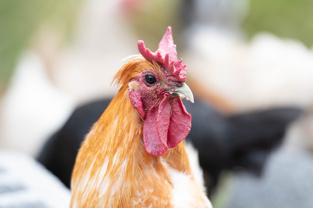 cerca de la cabeza de un pollo