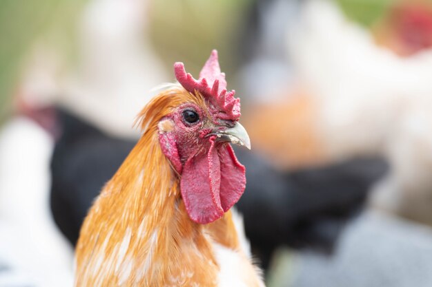 cerca de la cabeza de un pollo