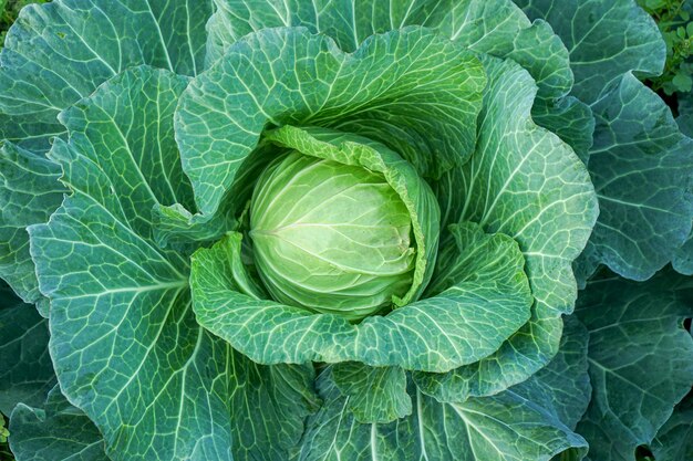 Cerca de la cabeza de repollo verde en el jardín