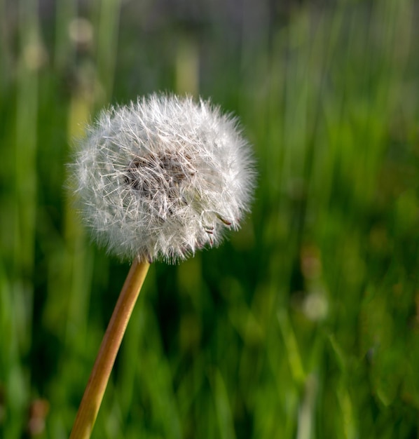 Cerca de la cabeza de semilla de flor de diente de león