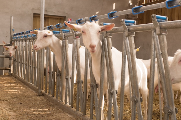 Cerca de cabras blancas en granja