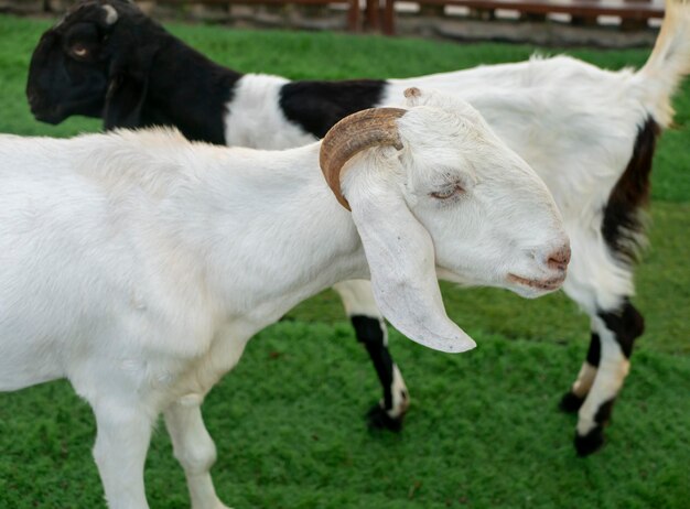 Cerca de cabras indonesias con cuernos en la granja