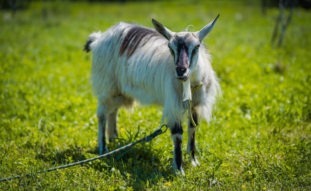 Cerca de cabrito pastando en prado verde