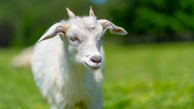 Cerca de cabrito pastando en prado verde