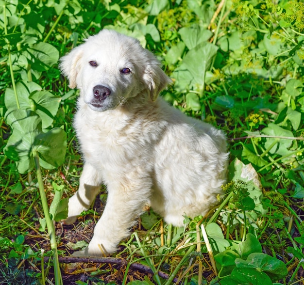 Cerca de un cachorro blanco en un campo verde