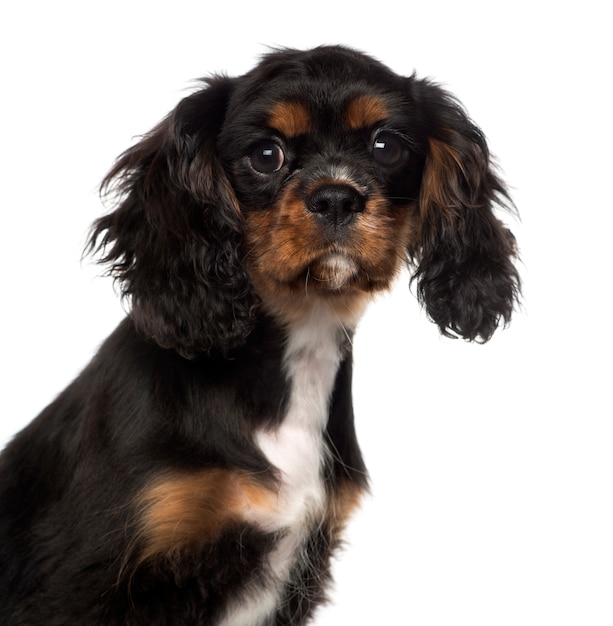 Cerca de un cachorro Cavalier King Charles Spaniel, aislado en blanco