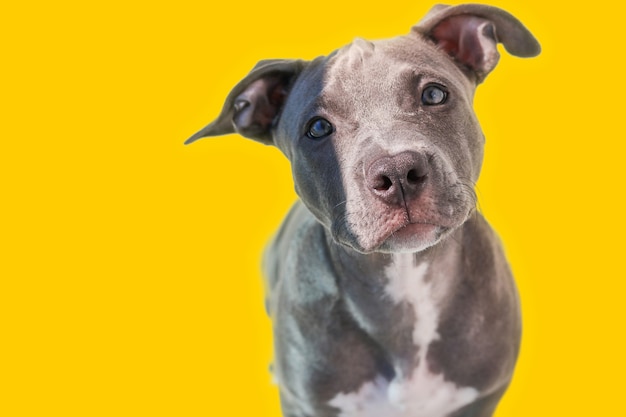 Cerca de un cachorro de perro Pit Bull aislado sobre fondo amarillo. Enfoque selectivo.