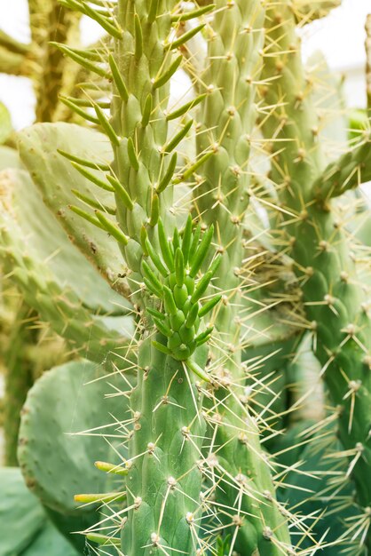Cerca de un cactus espinoso contra. Close up espinas de cactus