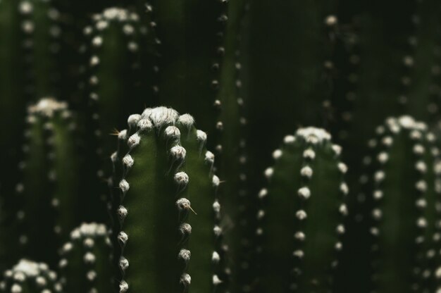 Cerca de cactus en el jardín