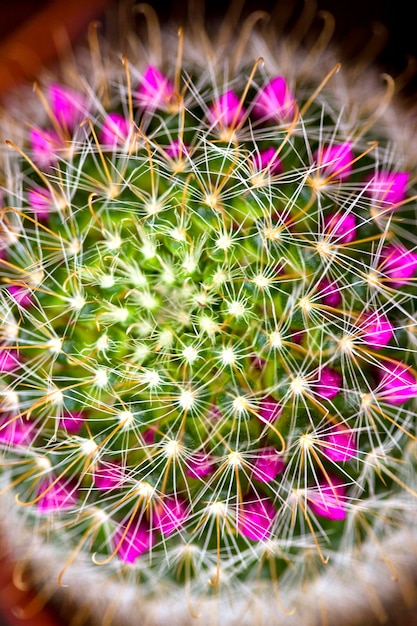 Cerca de un cactus