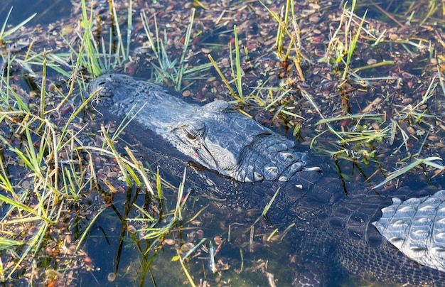 Cerca de caimán en Everglades