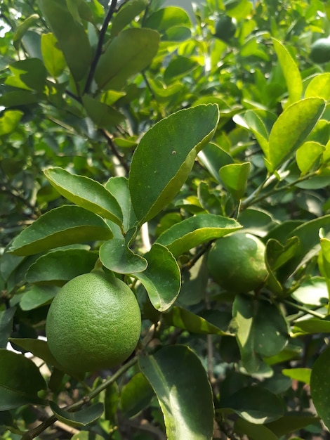 Cerca de cal Citrus aurantifolia en su rama