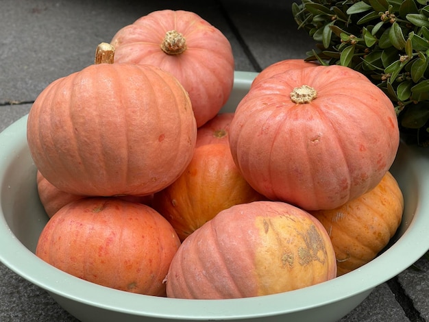 Cerca de calabazas naranjas en un recipiente cerca de la planta verde