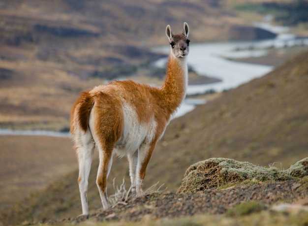 Foto cerca de camélidos de guanaco en la naturaleza