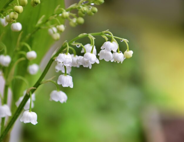 cerca de las campanas blancas de un bonito ramo de lirio fresco del valle que florece en un jardín x9