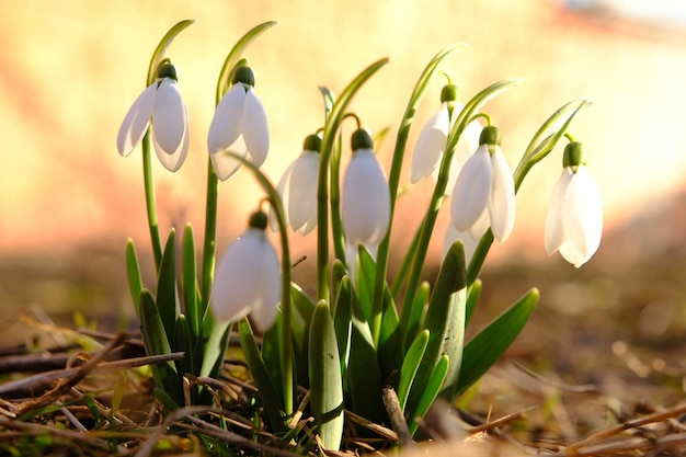 Cerca de campanillas de invierno comunes en flor El viento balancea las campanillas de invierno en la hermosa luz del sol