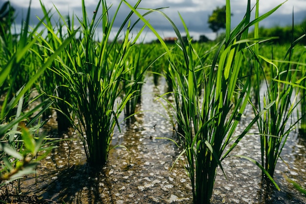 Cerca del campo de arroz con cáscara verde Asia Bali Indonesia