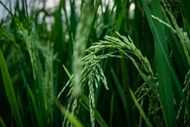 Cerca del campo de arroz con cáscara verde Asia Bali Indonesia