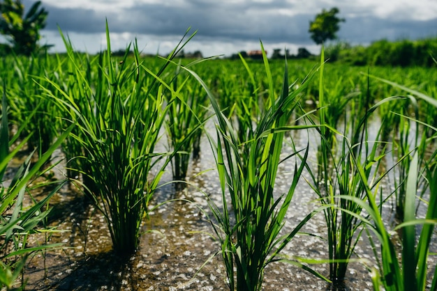 Cerca del campo de arroz con cáscara verde Asia Bali Indonesia