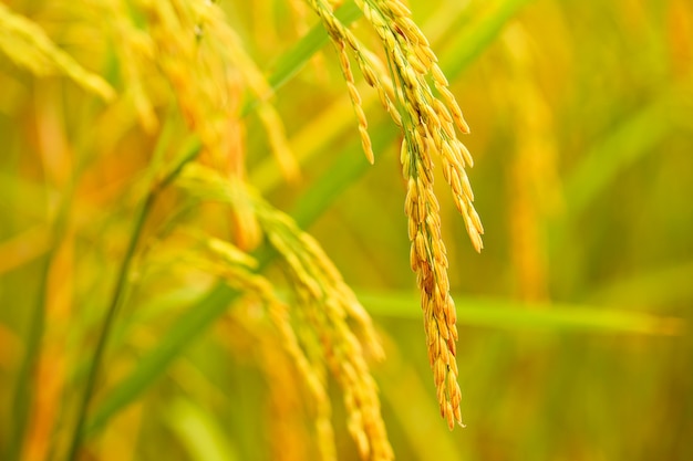 Cerca del campo de arroz verde amarillo