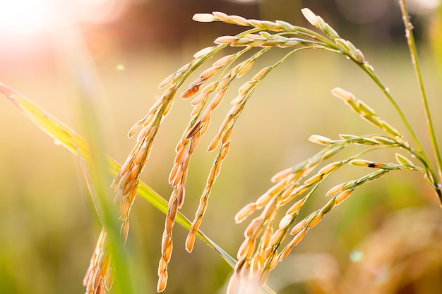 Cerca del campo de arroz verde amarillo