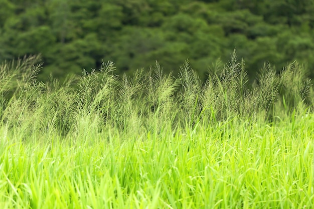 Foto cerca el campo de hierba verde