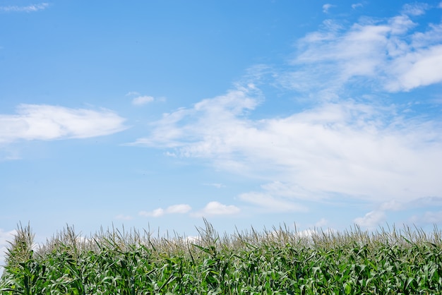 Cerca de campo de maíz en el campo. Muchos maíces jóvenes cultivados para la venta. Copia espacio